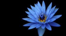 Sony Xperia Z Stock Blue Flower978156485 272x150 - Sony Xperia Z Stock Blue Flower - Xperia, Stock, Sony, Poppy, flower, blue